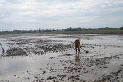 Phòng, trừ sâu bệnh trên lúa thu đông