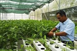 Phát triển nông nghiệp công nghệ cao ở Bình Phước