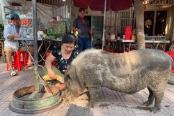 Ăn xin như ăn vạ, chú heo 100 kg bỗng nổi tiếng khắp cộng đồng mạng