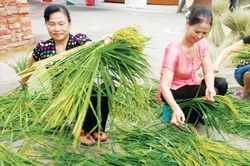 Cốm Vòng đặc sản Hà Nội