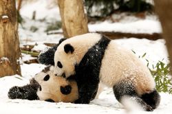 Gấu trúc cao tuổi Mei Xiang vừa sinh con khỏe mạnh