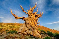 6 cây cổ thụ lâu đời nhất Trái Đất