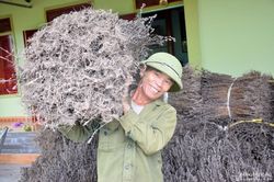 Nông dân Nghệ An kiếm bộn tiền từ trồng nhân trần trên đất khô hạn