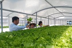 Thử nghiệm mô hình trồng rau thủy canh trên sân thượng