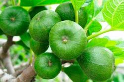 Loại quả ngăn ngừa ung thư được cả thế giới lùng sục lại bị thờ ơ ở Việt Nam