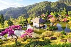 Nhiều loài hoa dại thành bon sai trăm triệu ở Đà Lạt