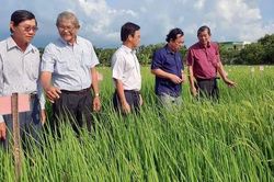 Bạc Liêu xúc tiến triển khai hỗ trợ nông dân sản xuất 'gạo ngon nhất thế giới'