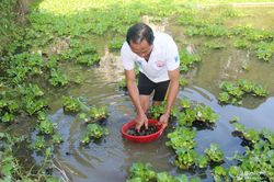 Ông nông dân đưa ốc bươu đen Quỳnh Lưu về nuôi 'thu lãi lớn' trên đất Anh Sơn
