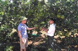 Trồng cây ăn quả có giá trị kinh tế cao để giảm nghèo bền vững