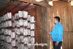 Thu nhập cao từ trồng nấm sò