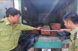 Lâm tặc liều lĩnh lao thẳng ô tô chở gỗ lậu vào tổ công tác
