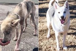 Từng bị chủ bỏ đói để trả thù, chú chó husky đã 'biến hình' ngoạn mục khi được chăm sóc