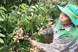 Hoa quả Việt Nam xuất khẩu trở lại sang Mỹ