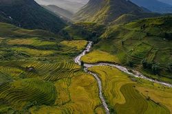 Bức tranh vàng óng dưới chân núi Ngũ Chỉ Sơn