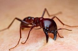 Người đàn ông bị sốc phản vệ do kiến xoan đốt