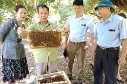 Tinh túy mật ong sườn đông Tam Đảo