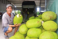 Giá mít Thái tăng 'vù vù' giữa thời dịch Covid, xuất khẩu sang Trung Quốc tăng