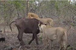 CLIP: Chống trả quyết liệt, trâu rừng vẫn không thoát khỏi nanh vuốt của đàn sư tử