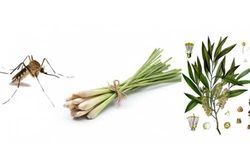 Mẹo đuổi muỗi trong mùa hè đơn giản, hiệu quả