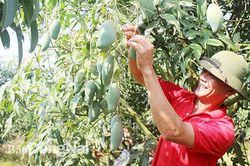 Hoàn thành 18/29 chỉ tiêu huyện nông thôn mới kiểu mẫu
