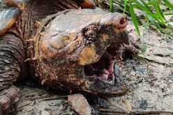 'Rùa khủng long' với bộ hàm quái dị sa bẫy ở Florida