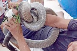 Nhà hảo tâm góp hơn 300 triệu giúp người bị rắn hổ mang cắn
