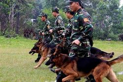 Quảng Trị đề nghị dùng chó nghiệp vụ xua đổi đàn voọc tấn công người dân