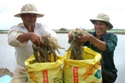 Xuất nhập khẩu nông, lâm, thủy sản 8 tháng đạt gần 46 tỷ USD