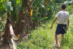 Mẹ bé gái bị gã đàn ông lạ mặt ép vào vườn chuối giở trò đồi bại: Những lời đồn khiến gia đình rất khổ sở, dự định sẽ chuyển trường cho con