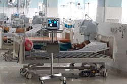 Người đàn ông nguy kịch vì bị đàn ong vò vẽ tấn công