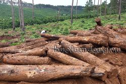 Điều tra, làm rõ vụ việc 159 lóng thông bị chôn dưới đất