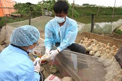 Phát huy vai trò của mạng lưới thú y cơ sở