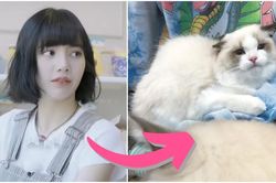 Sau fan, Lisa (BlackPink) lại đấu tranh với Jisoo vì mèo cưng
