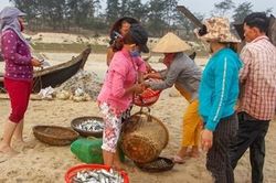 Ngư dân Lý Sơn 'trúng đậm' cá ở ngư trường Hoàng Sa và Trường Sa