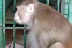 'Khỉ điên' tấn công và giết chết một người vì nghiện ngập nặng