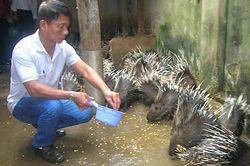 Người dân huyện đảo Phú Quý học nghề nông... để làm giàu