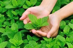 Miệng hôi đến mấy chỉ cần thường xuyên ăn 3 loại gia vị này là hết