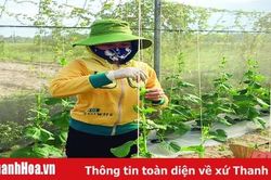 Hiệu quả mô hình trồng rau an toàn ở xã Quảng Lưu