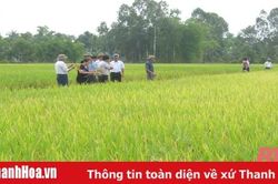 Hiệu quả từ chuyển đổi cơ cấu giống cây trồng