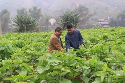 Hợp tác xã lao đao vì dịch Covid-19