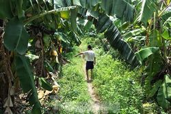 Cục trẻ em đề nghị CA Gia Lâm điều tra nhanh vụ cháu bé 12 tuổi bị hiếp dâm ở vườn chuối