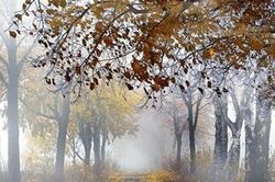 Đến được mùa thu thì đã xa vời