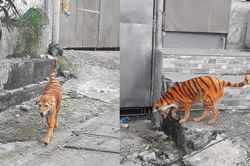Tưởng hổ xổng chuồng nhưng dân mạng lại được dịp 'cười ngất' bởi màn 'cosplay' không đụng hàng của 'boss'