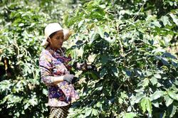 Đạ Chais đẩy mạnh chuyển đổi cơ cấu cây trồng