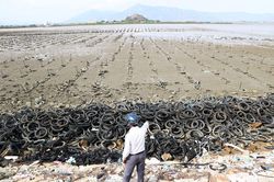 Nuôi hàu bằng lốp xe ở Đầm Nại (Ninh Thuận): Thiệt đơn, thiệt kép