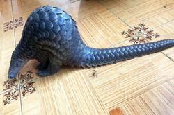 Giải cứu nhiều con thú quý hiếm sắp lên bàn nhậu