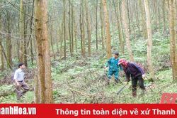 Huyện Như Thanh trồng mới hơn 1.350 ha rừng gỗ lớn