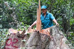 Cây cổ thụ bị đốn hạ giữa rừng