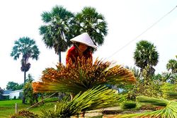 Mộc mạc… cỏ bàng