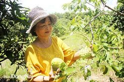 Những vườn trái cây ngon bạc tỷ